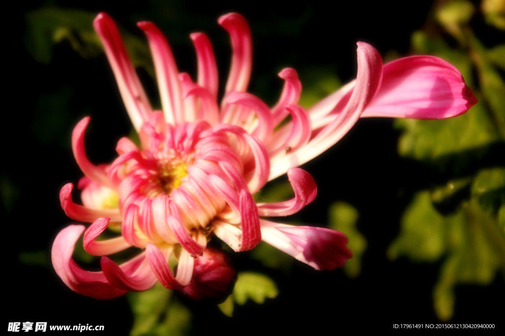 菊花