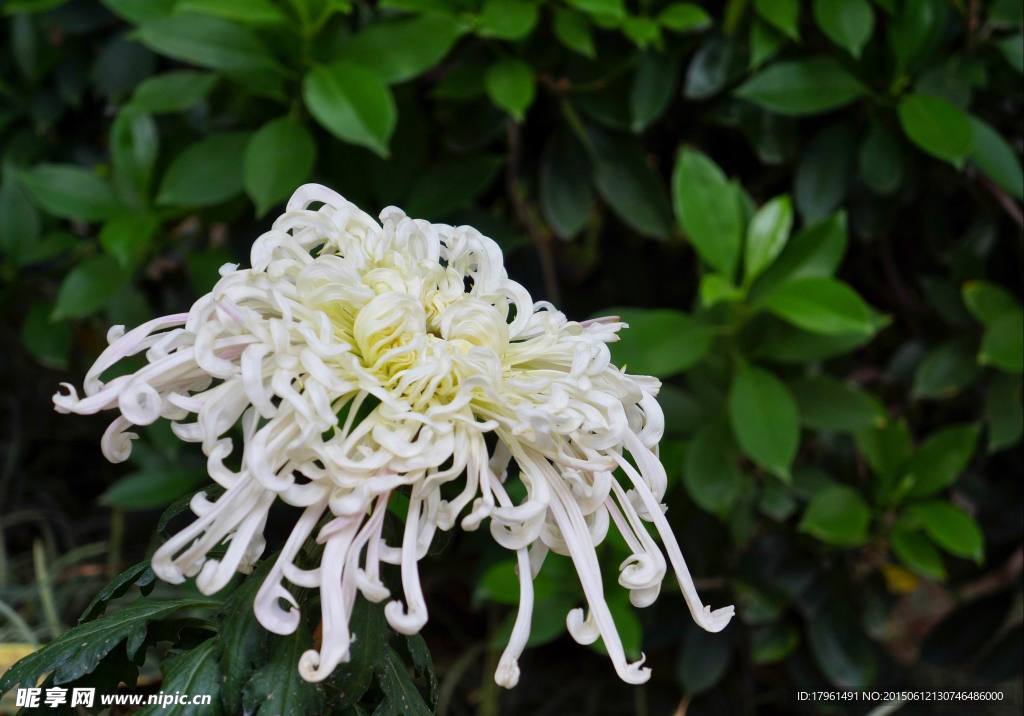 菊花