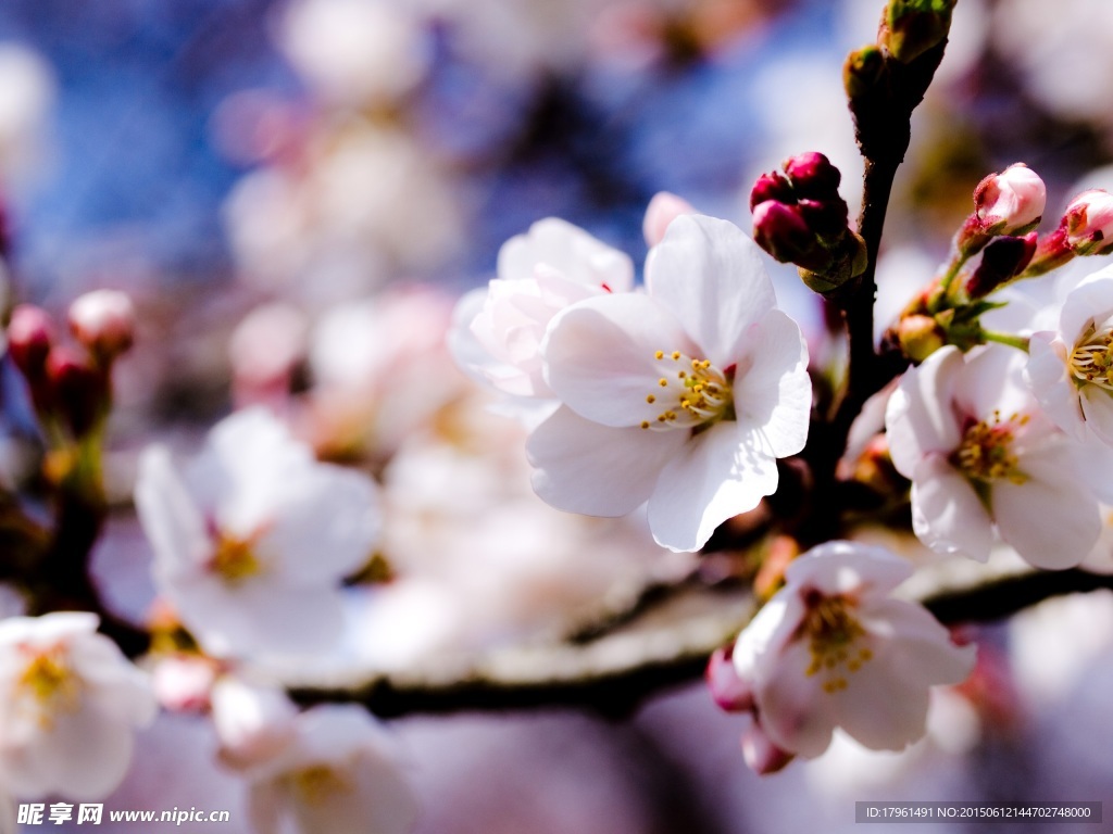 苹果花