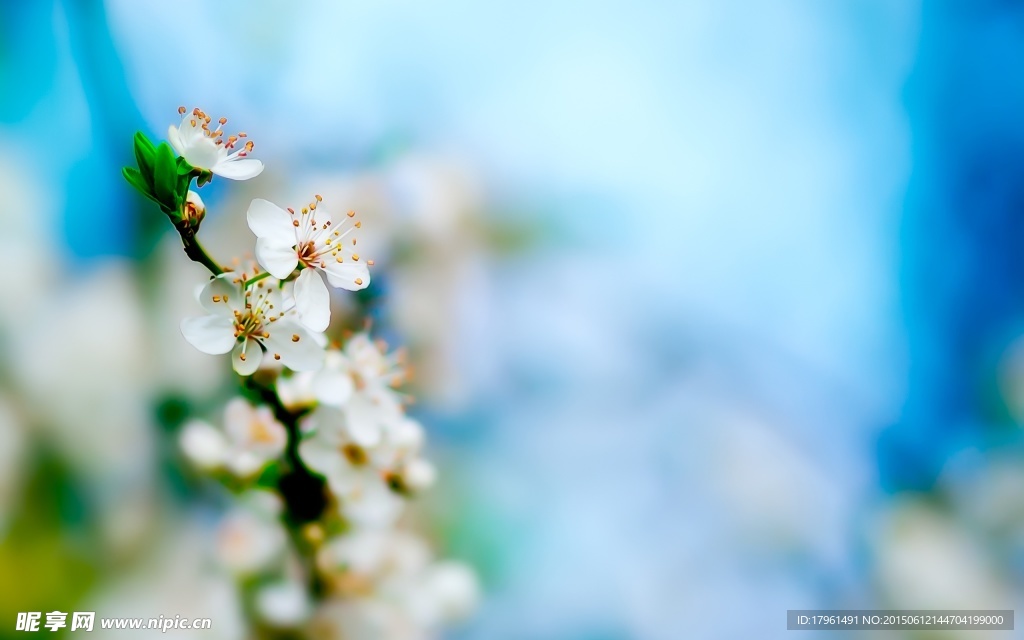 苹果花