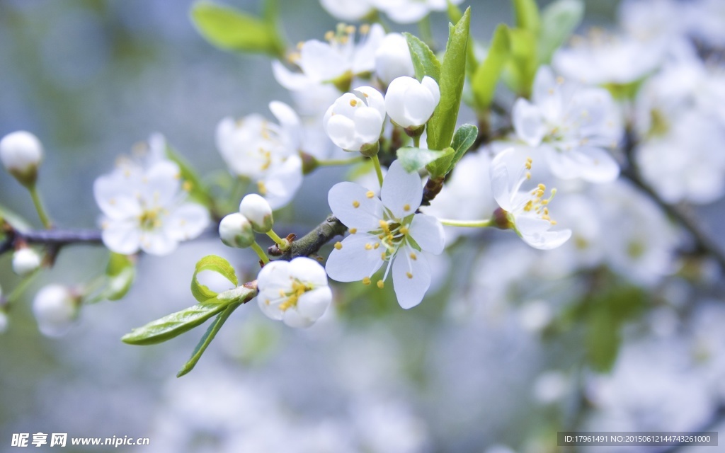 苹果花