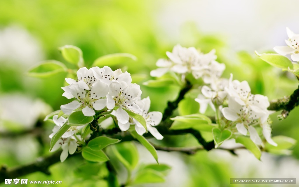 苹果花