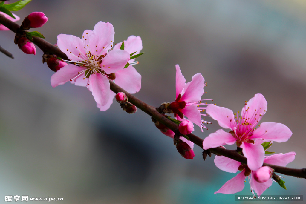 桃花