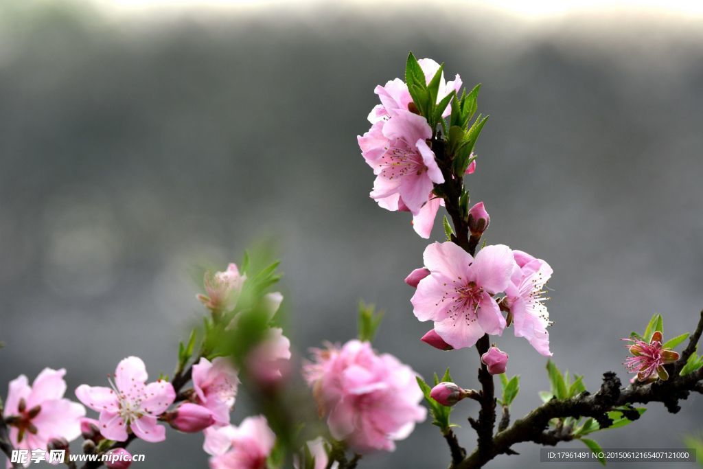 桃花