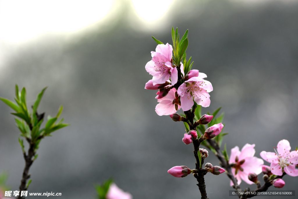 桃花