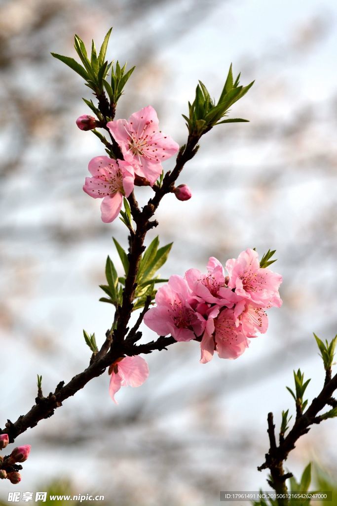 桃花