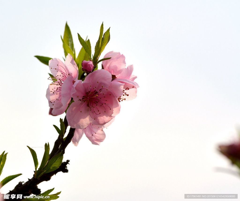 桃花