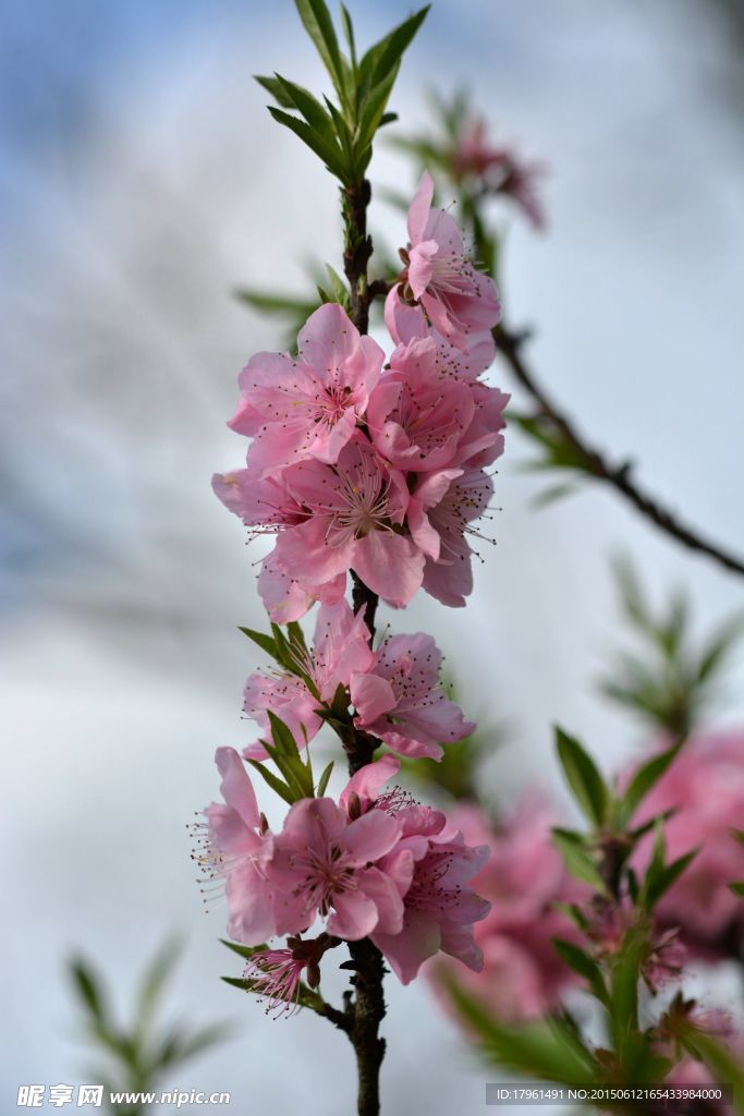 桃花