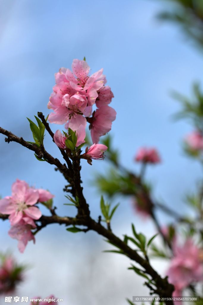 桃花