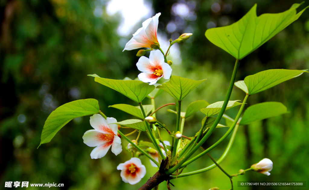 桐栀花