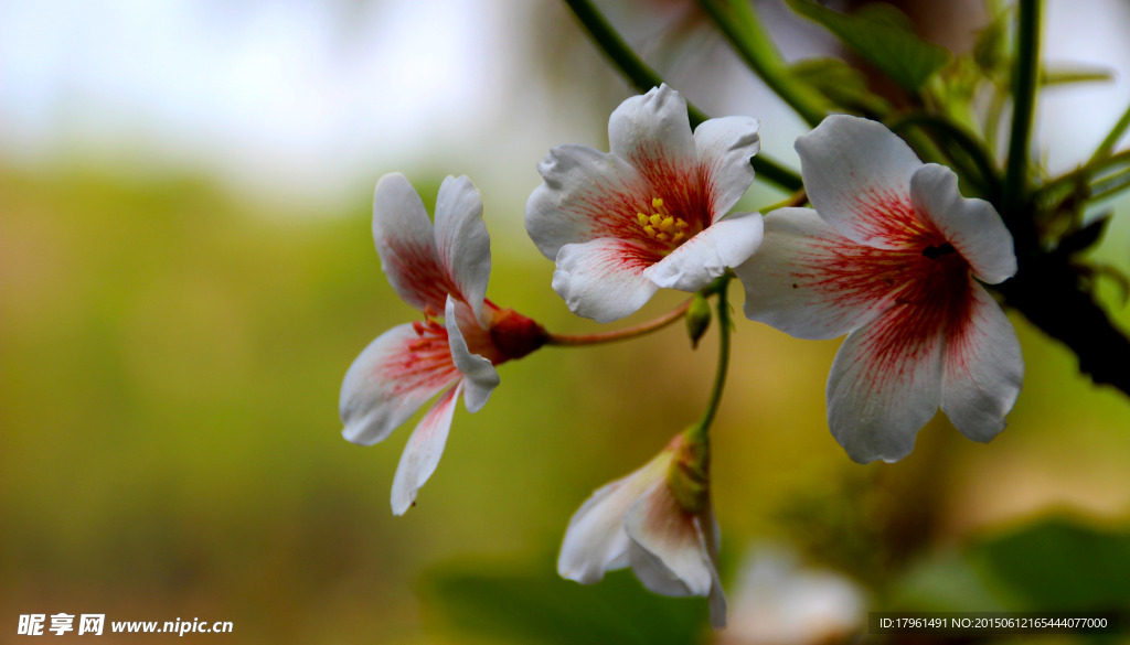 桐栀花