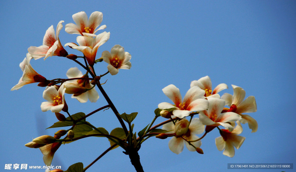 桐栀花