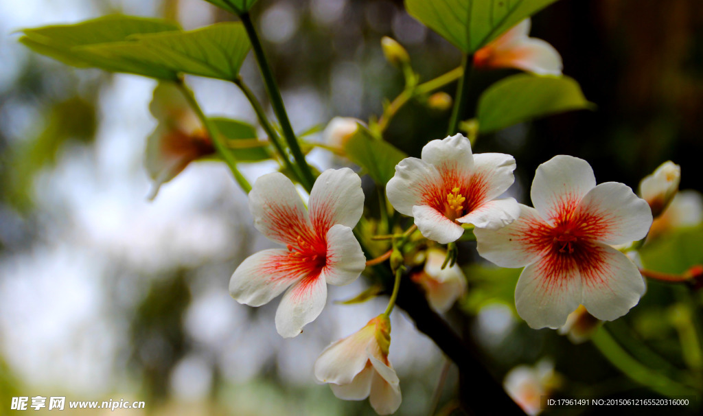 桐栀花