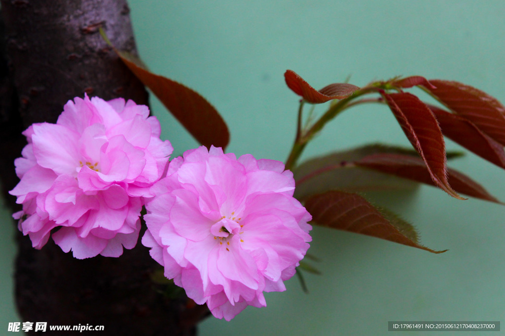 樱花