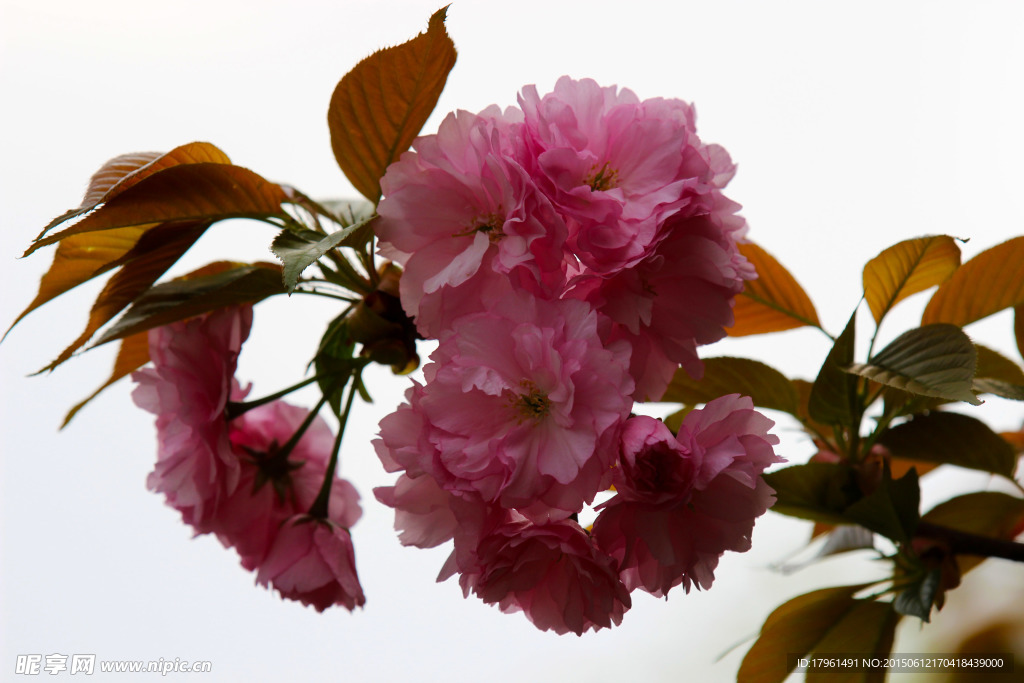 樱花