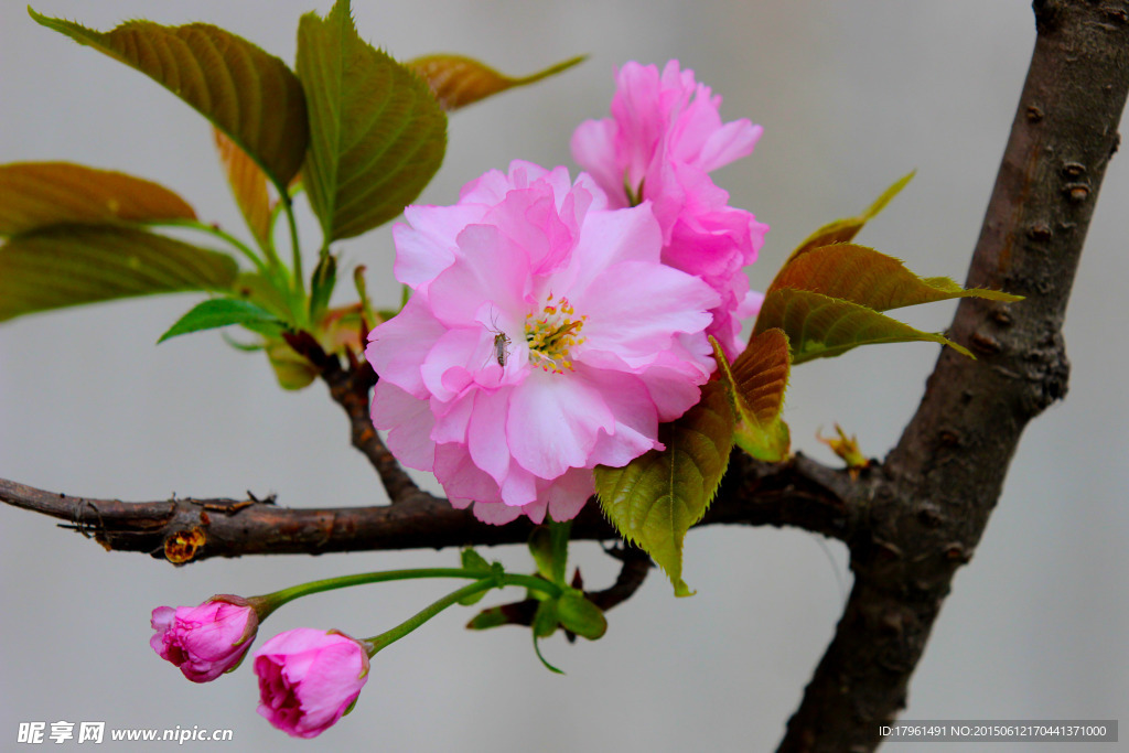 樱花