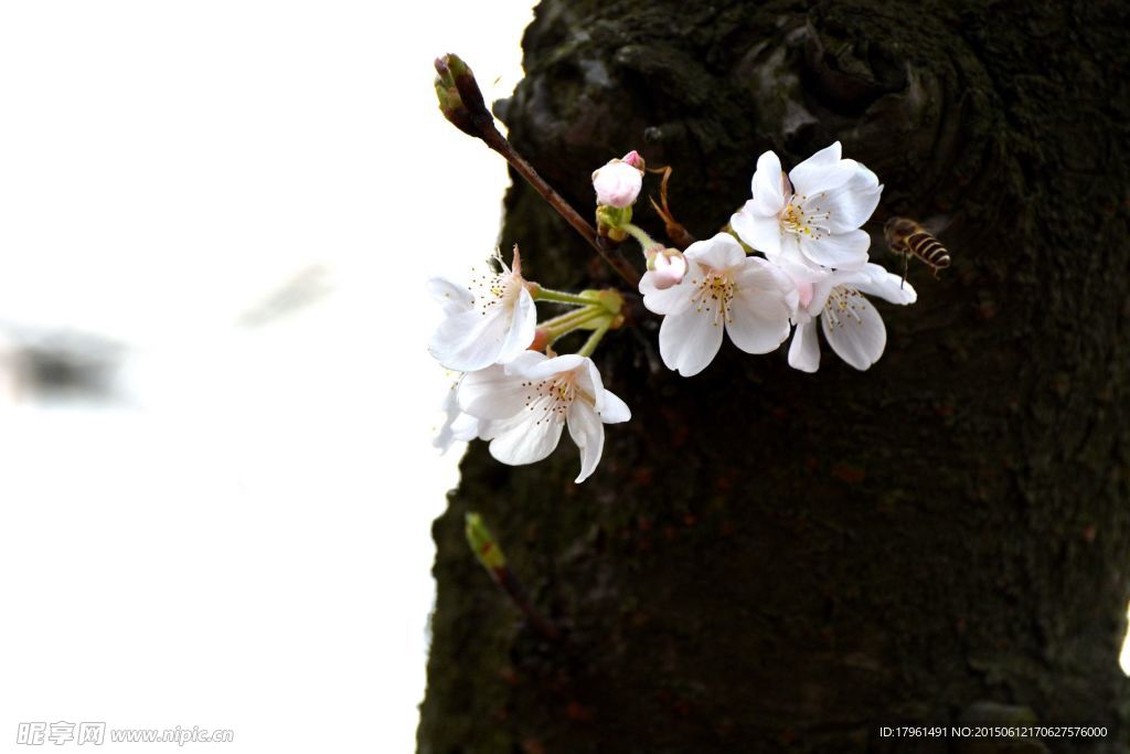 樱花