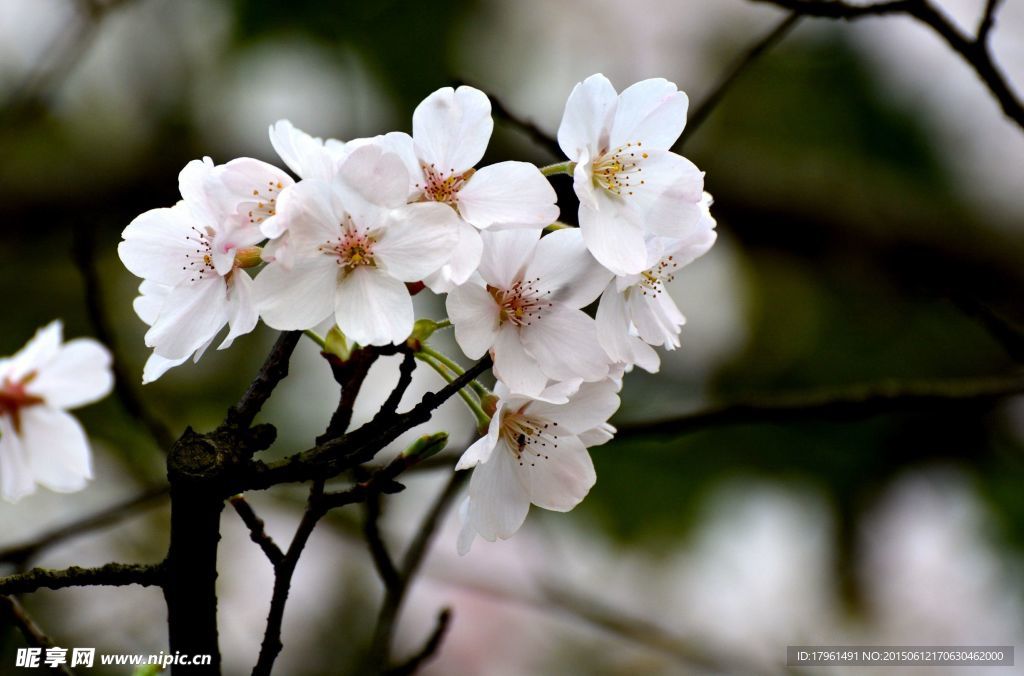 樱花