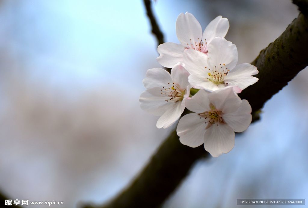 樱花