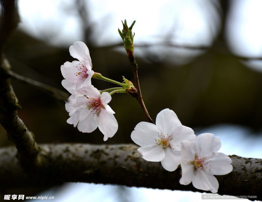 樱花