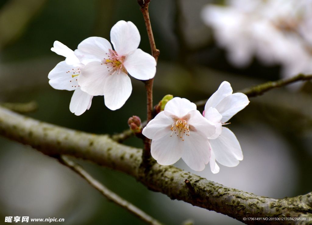 樱花