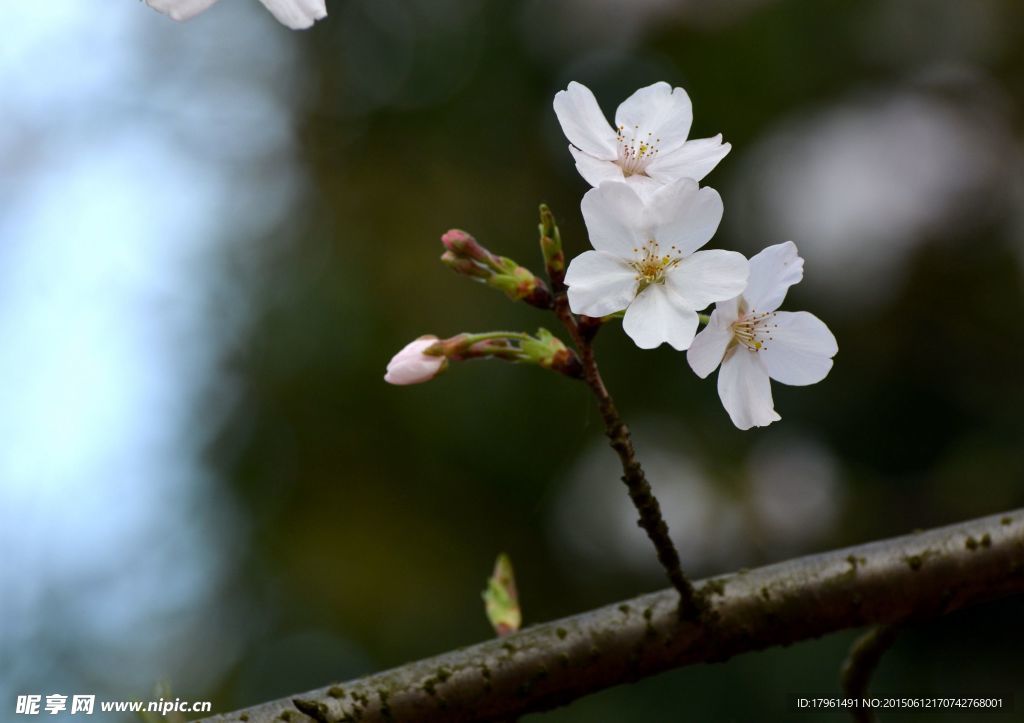 樱花