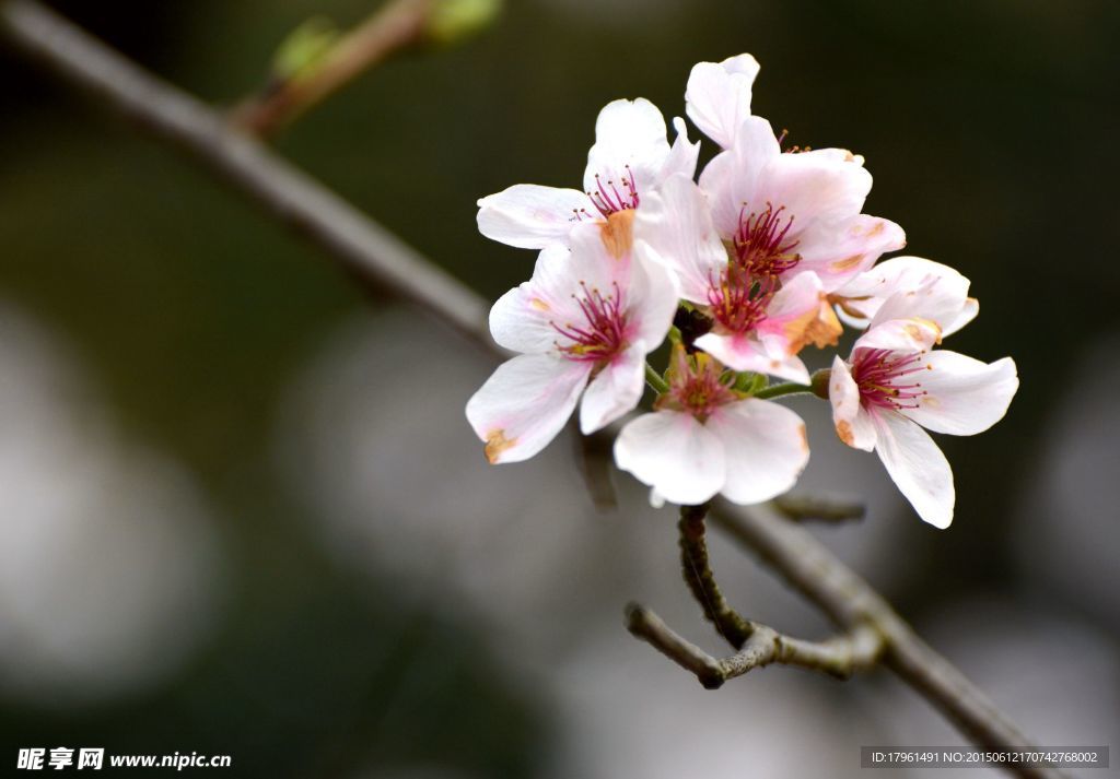 樱花