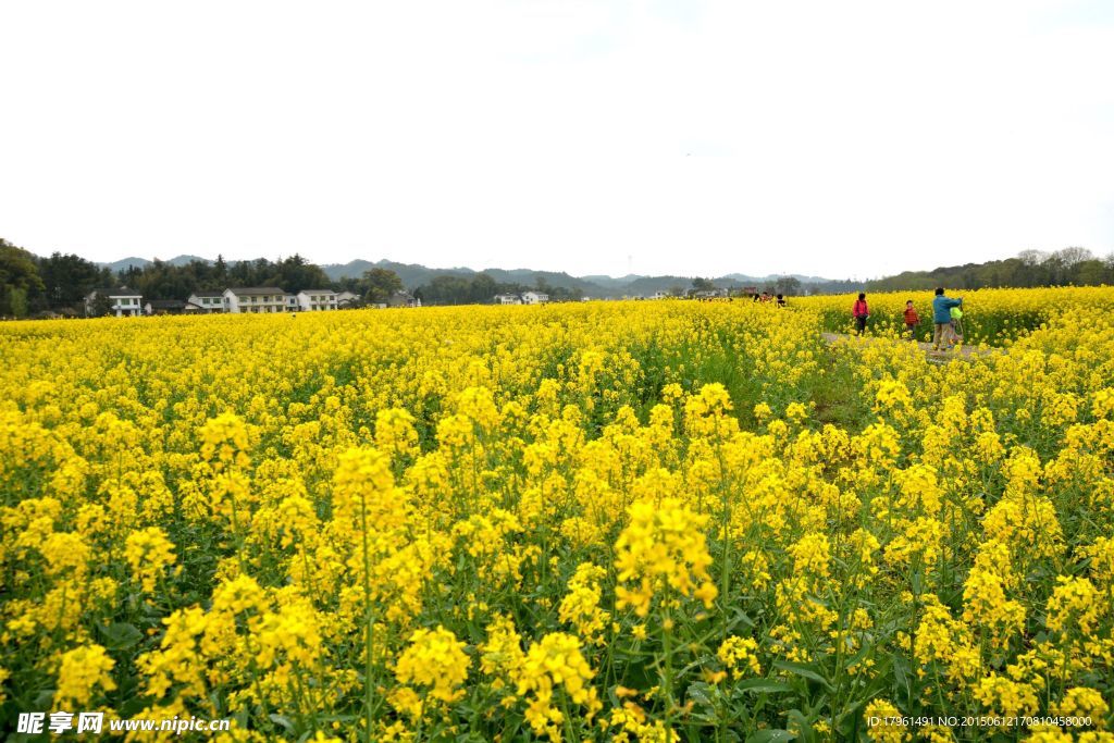 油菜花