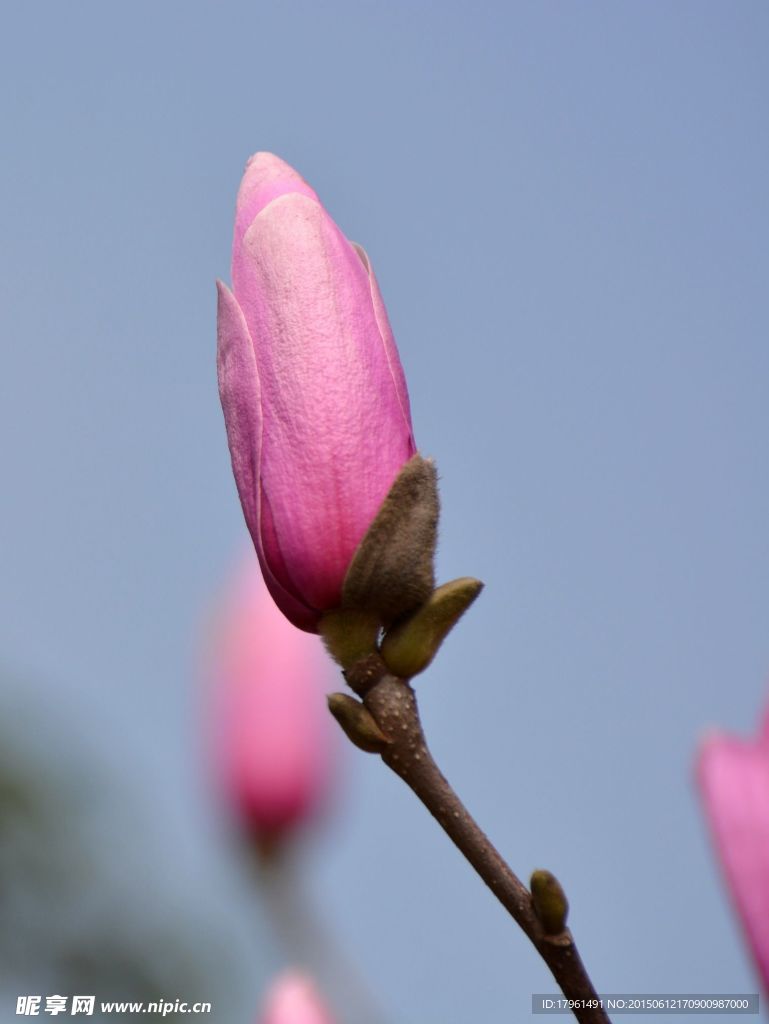 玉兰花