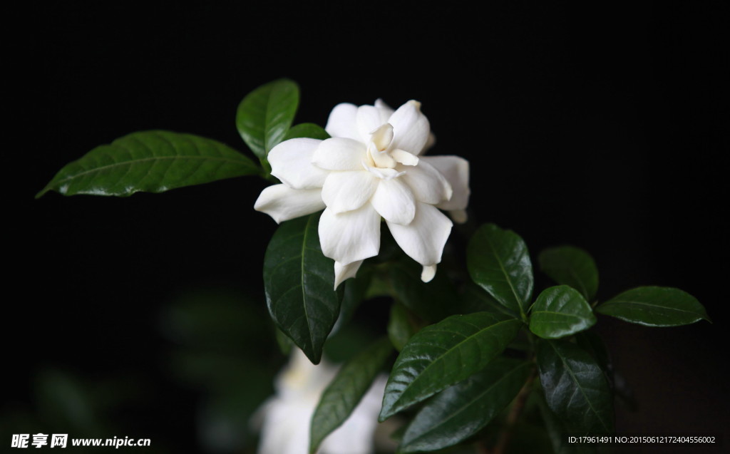 栀子花