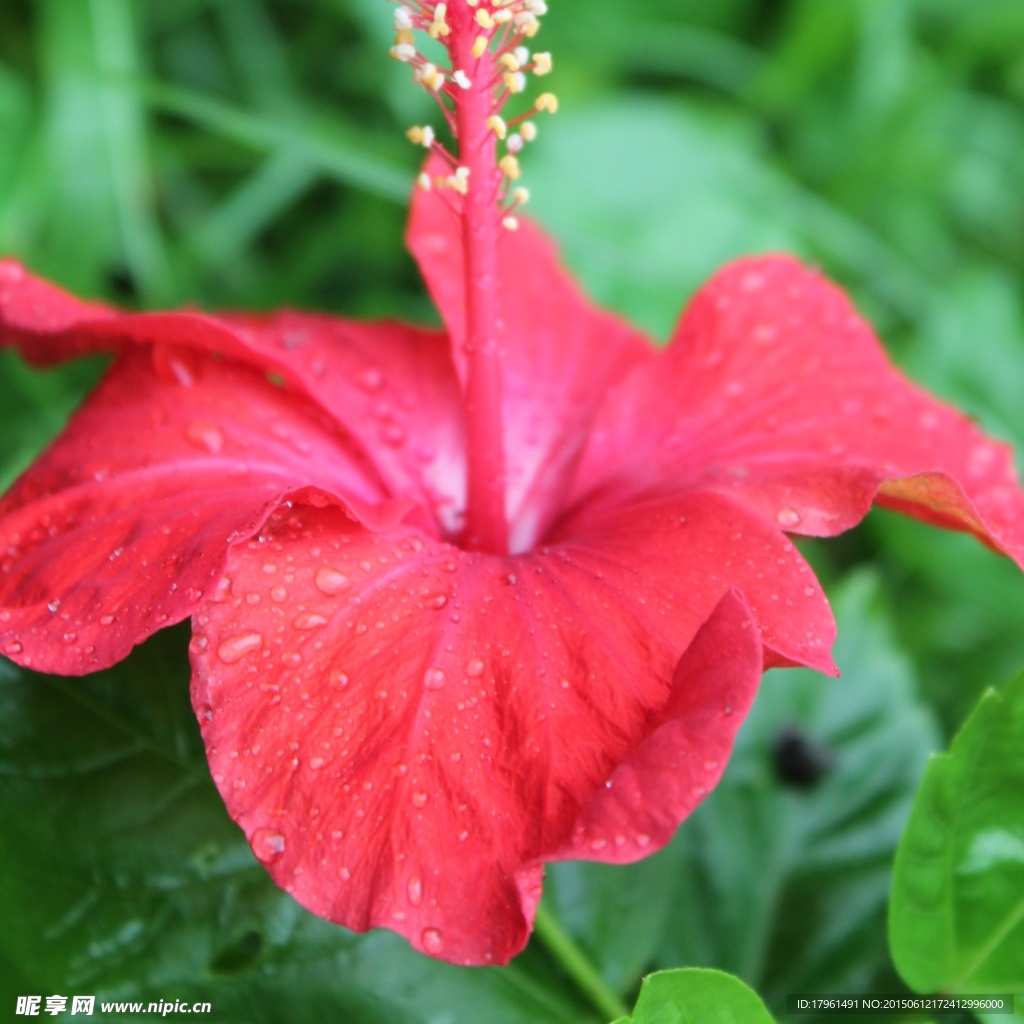 朱槿花