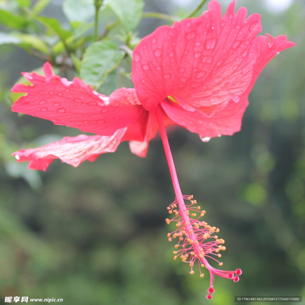 朱槿花