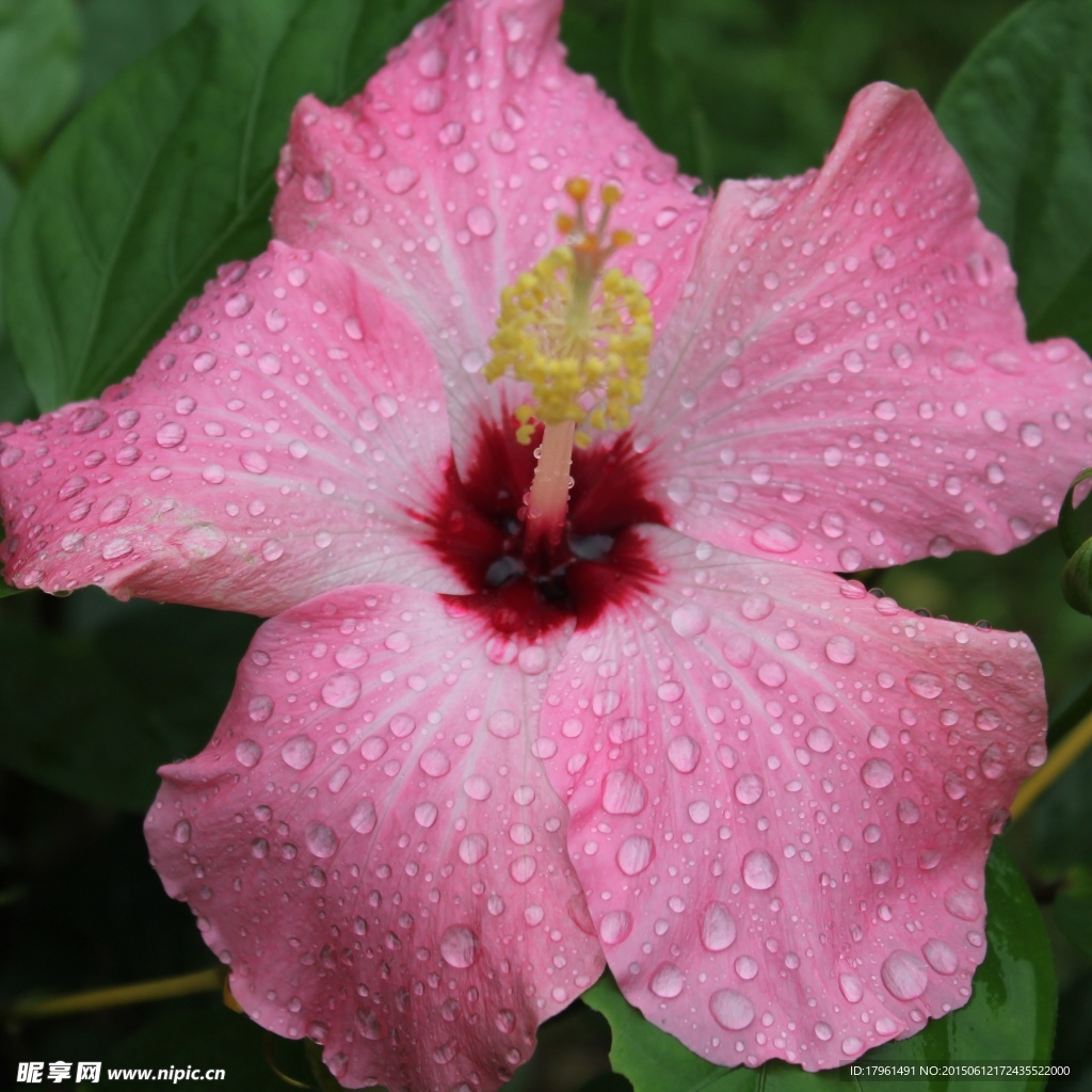 朱槿花