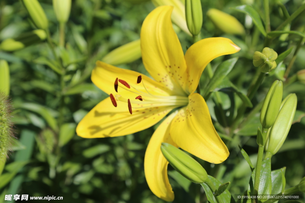 百合花