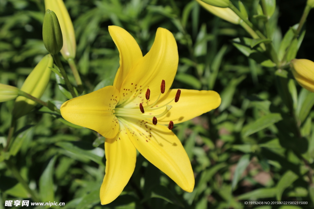 百合花