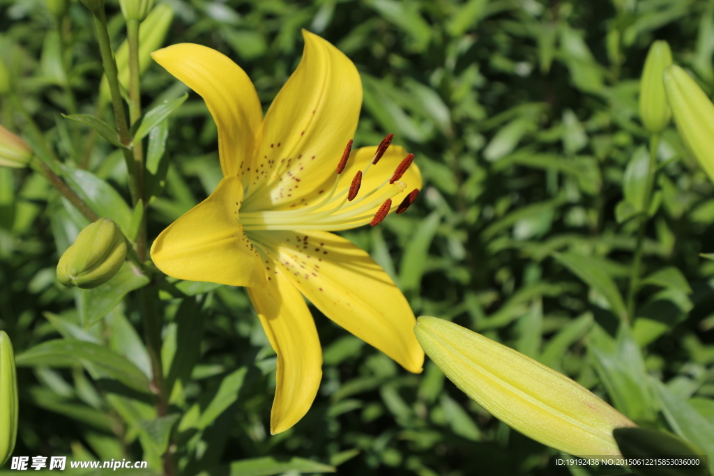 百合花
