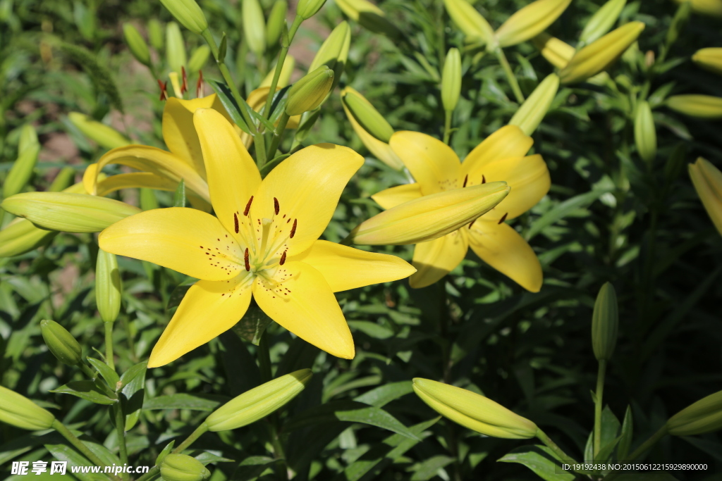 百合花