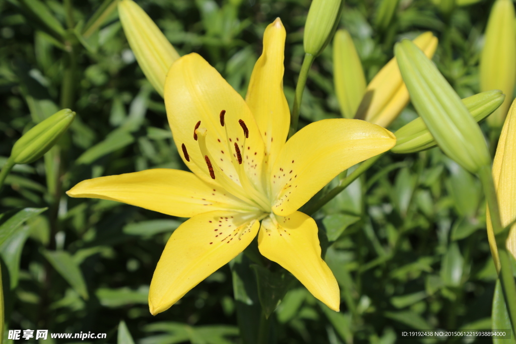百合花