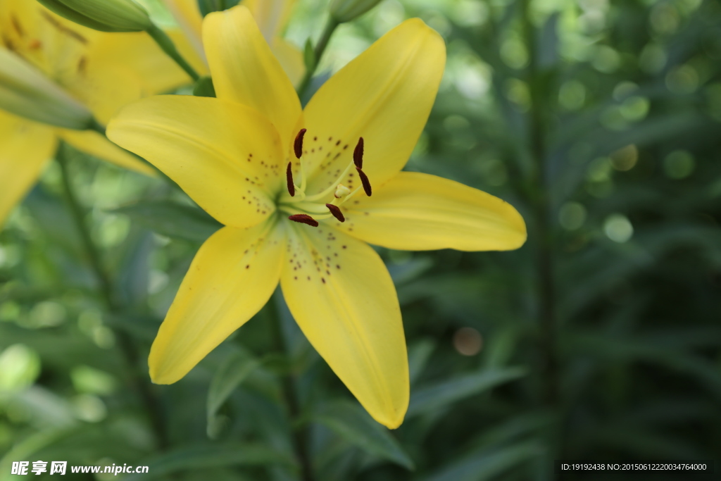 百合花