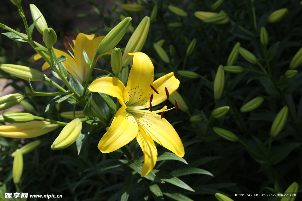 百合花