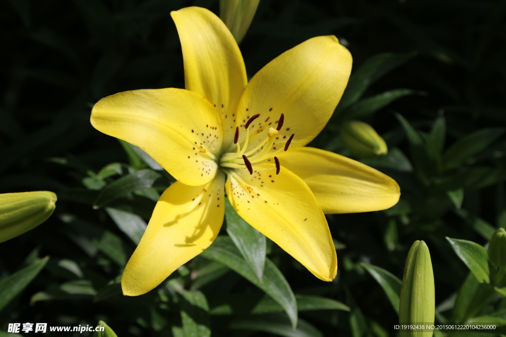 百合花