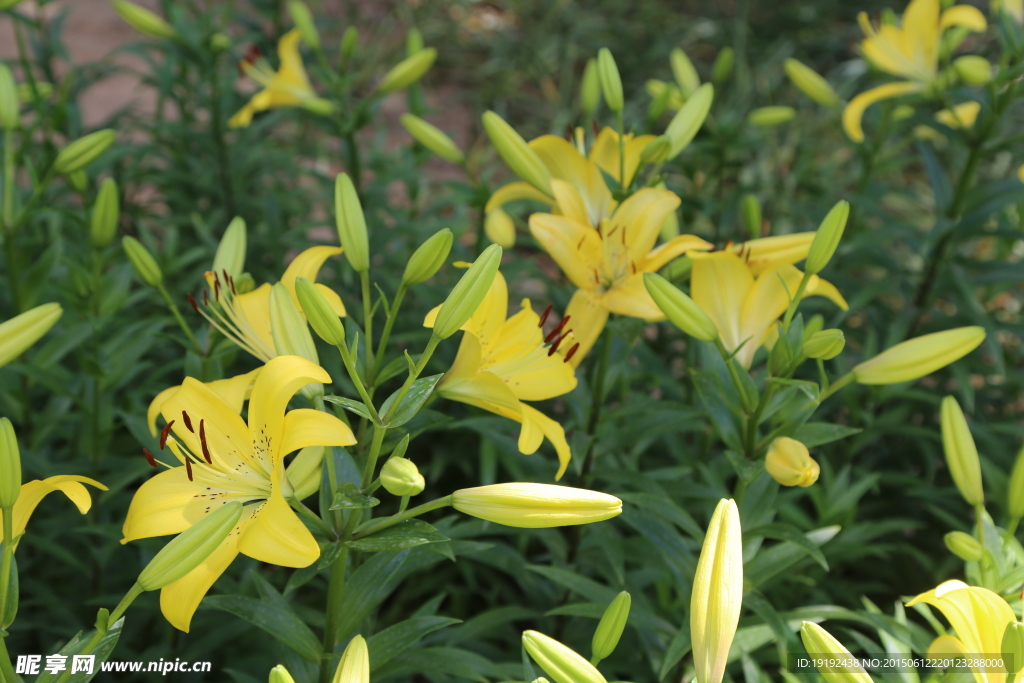 百合花