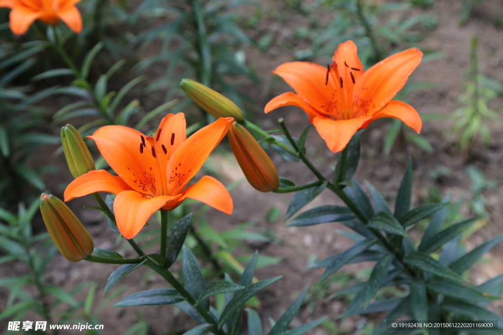 百合花