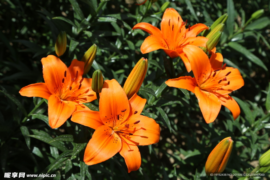 百合花