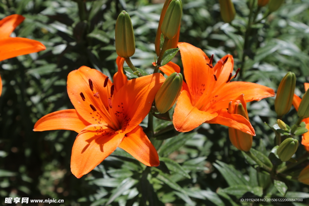 百合花