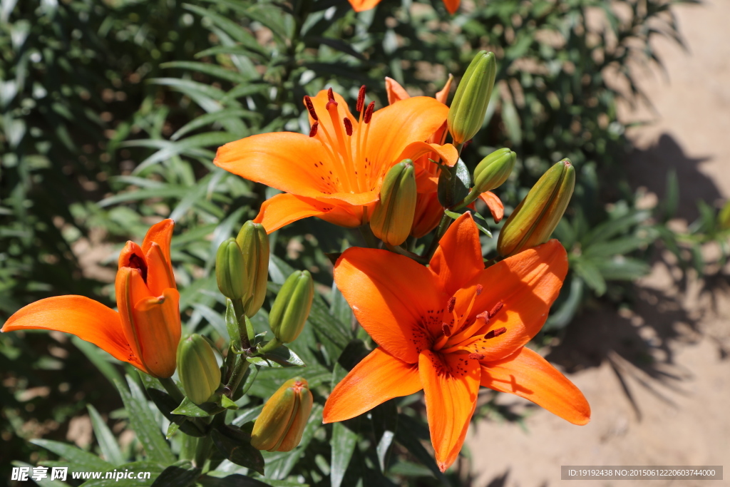 百合花