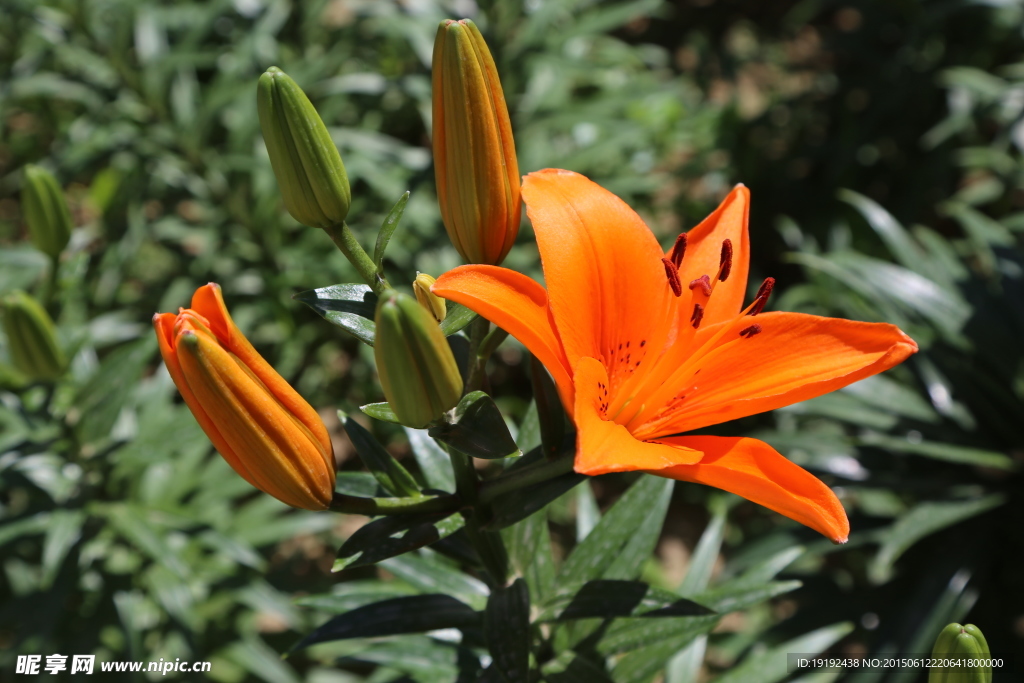 百合花