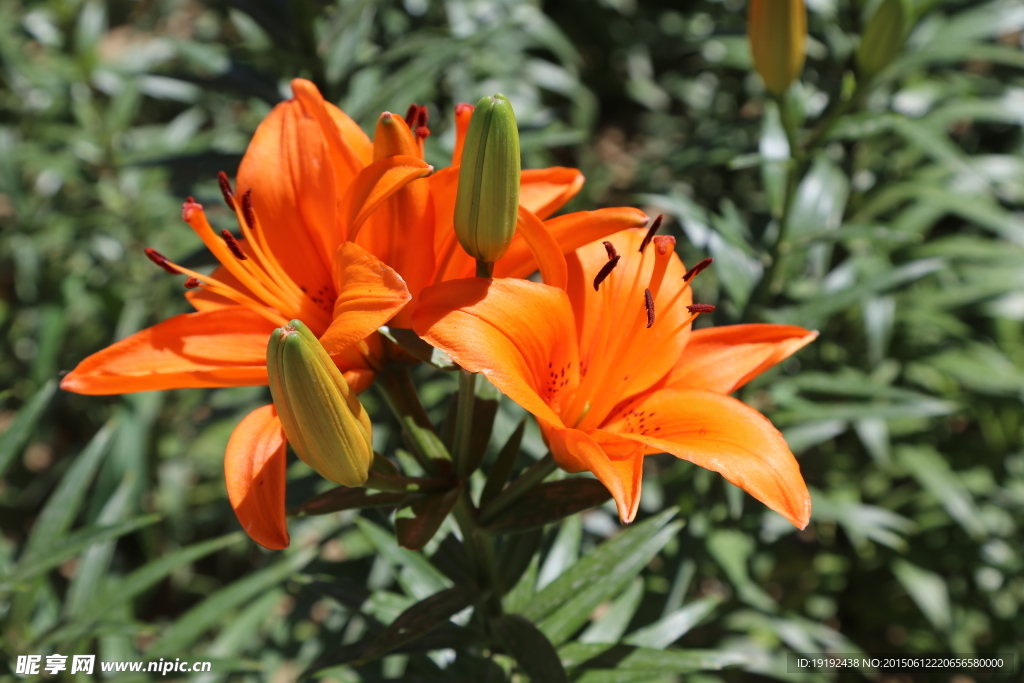 百合花