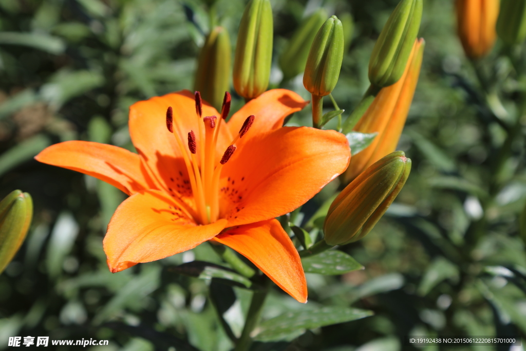 百合花