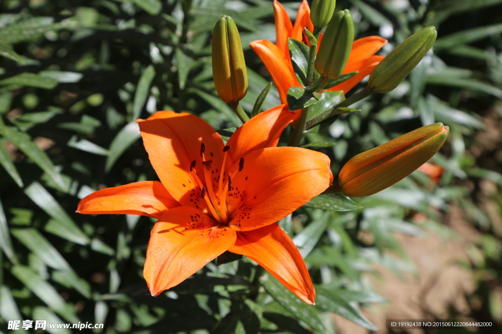 百合花